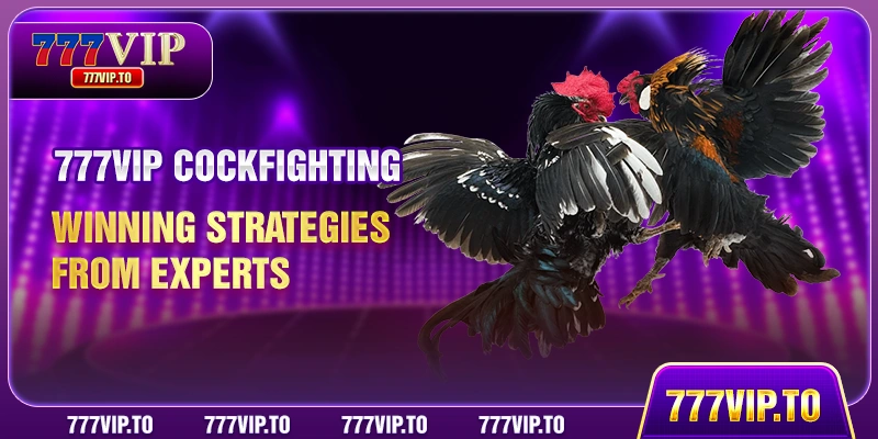 777VIP Cockfighting - Winning Strategies From Experts 1 777VIP Cockfighting - Winning Strategies From Experts