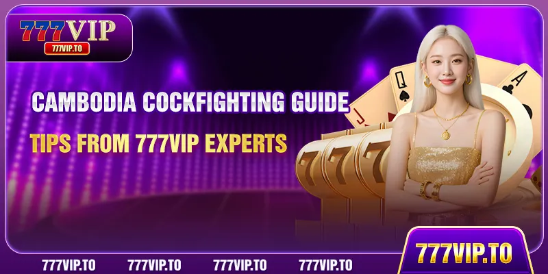 Cambodia Cockfighting Guide - Tips From 777VIP Experts 1 Cambodia Cockfighting Guide - Tips From 777VIP Experts